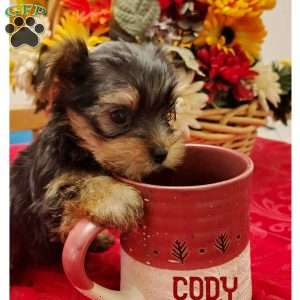 Cody, Yorkie Puppy